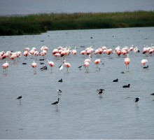 Southern Peru Humedales de Ite