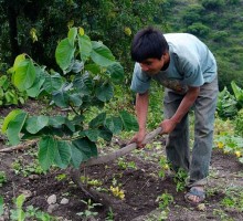 Yanacocha Producción de Chirimoya