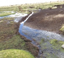 EGASA Recuperación de pastos naturales