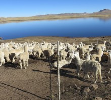 EGASA Mejoramiento genetico de alpacas