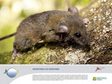 PERU LNG monitoreo de roedores