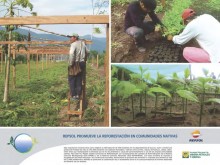 repsol-reforestacion-en-comunidades-nativas