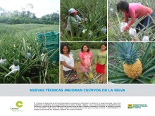 Nuevas técnicas mejoran cultivos de la Selva