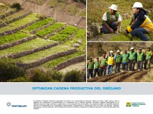 Optimizan cadena productiva del orégano