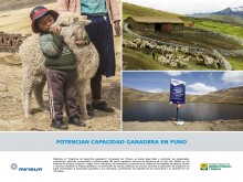 Potencian capacidades ganaderas en Puno