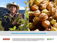 Producen aguaymanto orgánico en Celendín